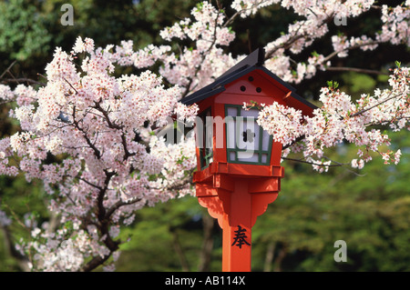 Kirschblüten Hirano Jinja Schrein Präfektur Japan Stockfoto