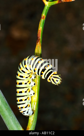 Schwalbenschwanz-Schmetterling der alten Welt, Papilio-Machaon. Caterpillar am Schaft Stockfoto