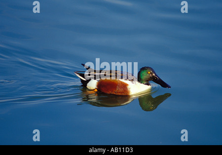 Northern Shoveler Duck, Spatula clypeata. Männer schwimmen auf Teich Stockfoto