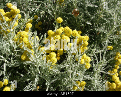 Heiligenkraut Chamaecyparissus Baumwolle Lavendel Lavendel Baumwolle Stockfoto