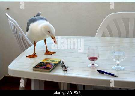 Schwimmfüße Seagull besuchen und genießen Sie lesen ein Buch Algarve Portugal Stockfoto