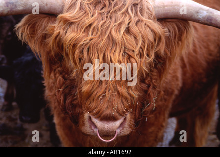 Hochlandrinder Bull Nasenring Stockfoto