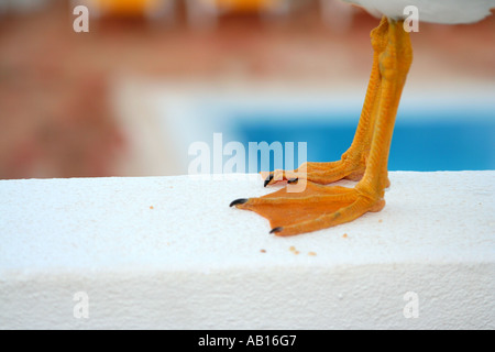 Schwimmfüße Möwe auf Balkon Algarve Portugal Stockfoto