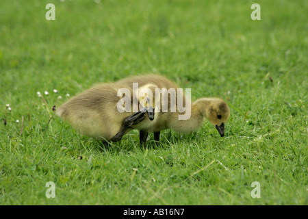 Paar junge Kanadagans Gänschen Nahrungssuche für Lebensmittel im Gras mit seinem Schnabel Kratzen mit seinem Fuß Stockfoto