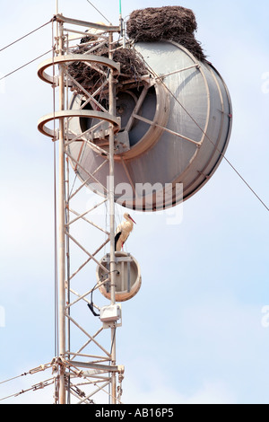 Weißstorch s Nest und Storch ruht auf Satelliten Schüssel Faro Algarve Portugal Stockfoto