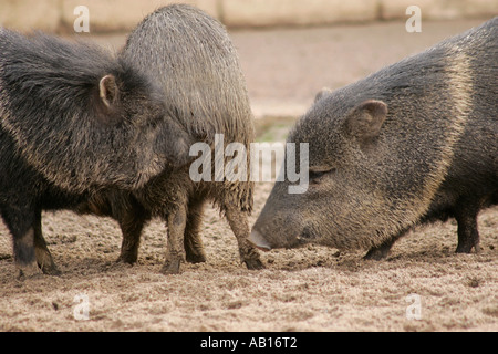 Collared Peccary (Pecari tajacu) Gruppe schnüffende Hosen (gefangen) Stockfoto