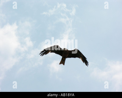 Schwarzmilan Milvus Migrans über Stockfoto