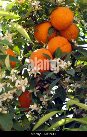 Orangen bereit, Pick- and -Blüte der Orangenbaum. Südspanien Europa EU Stockfoto