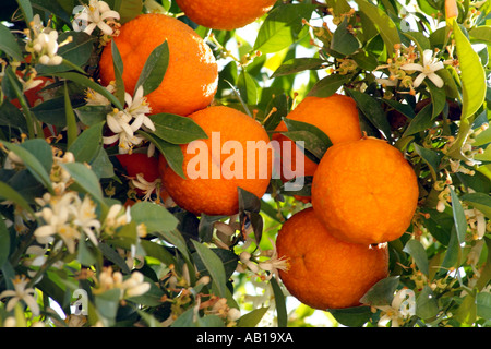 Orangen bereit, Pick- and -Blüte der Orangenbaum. Südspanien Europa EU Stockfoto