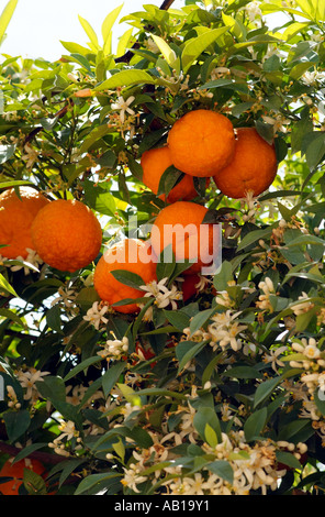 Orangen bereit, Pick- and -Blüte der Orangenbaum. Südspanien Europa EU Stockfoto