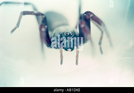 Australische White tailed Spider Lampona Cylindrata Seide Web Stockfoto
