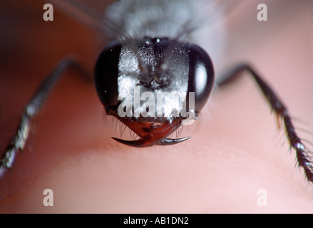 Spinne-Jagd-Wespe-Porträt Stockfoto