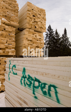 GESCHNITTENEN ASPEN BRETTERN SITZEN IM SÄGEWERK GARTEN MIT PINIEN IM HINTERGRUND Stockfoto