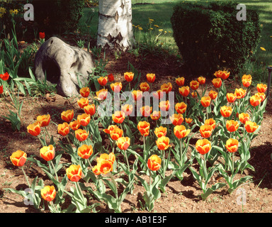 Tulpen blühen in einem privaten Garten Stockfoto