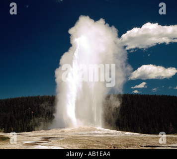 Yellowstone-Nationalpark Wyoming zeigt Old Faithful Geysir ausbrechen vor einem strahlend blauen Himmel Stockfoto