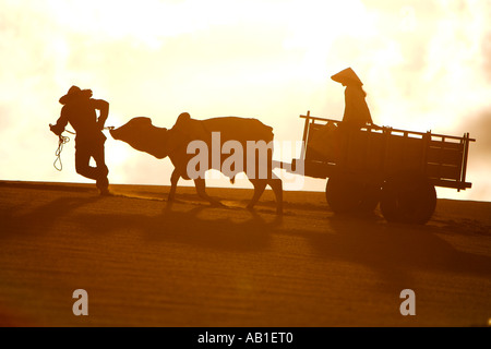 Mann in führenden Bullock Strohhut mit Wagen über weißen Sanddünen in der Nähe von Mui Ne Süd-Ost-Vietnam Stockfoto