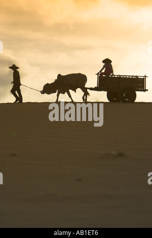 Mann in Stroh Hut führt Ochsenkarren mit jungen Mädchen über die weißen Sanddünen in der Nähe von Mui Ne Süden Osten Vietnam Stockfoto