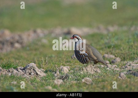 Rote legged Rebhuhn Alectoris Rufa Fütterung in landwirtschaftlichen beiseite Feld Norfolk England März Stockfoto