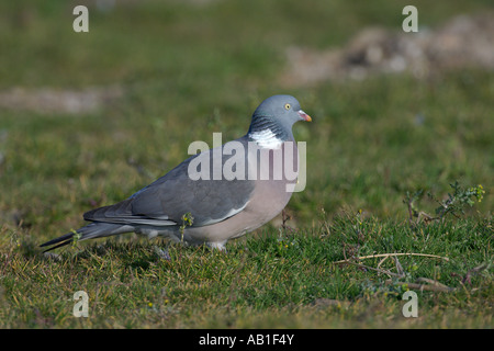 Woodpigeon Columba Palumbus adult füttern in landwirtschaftlichen beiseite Feld Norfolk England März Stockfoto