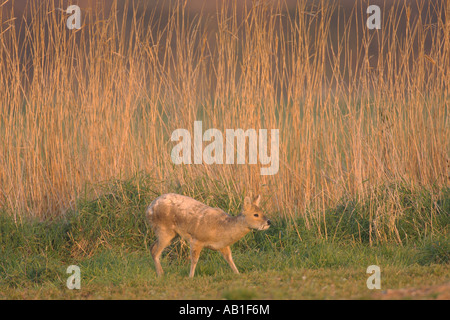 Chinesisches Wasserreh, Hydropotes Inermis, Erwachsenen Verlegung auf
