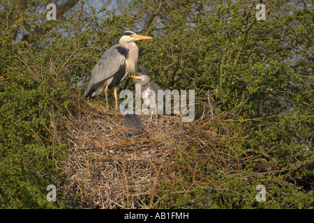 Graureiher Ardea Cinerea Erwachsene und Küken im nest Hertfordshire England April Stockfoto