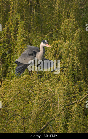 Graureiher Ardea Cinerea Erwachsenen thront in Weidenbaum Hertfordshire England April Stockfoto