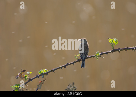 Hänfling Zuchtjahr Cannabina Erwachsenen weiblichen tragen Material Fowlmere RSPB reserve Cambridgeshire April nest Stockfoto