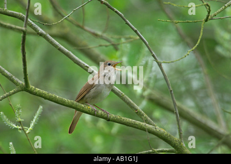 Nachtigall Luscinia Megarhynchos singen Cambridgeshire England April Stockfoto