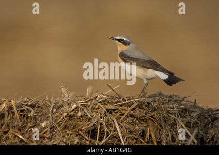 Nördlichen Steinschmätzer Oenanthe Oenanthe Frühjahr männlich auf Bauernhof Midden Heap Hertfordshire England April Stockfoto