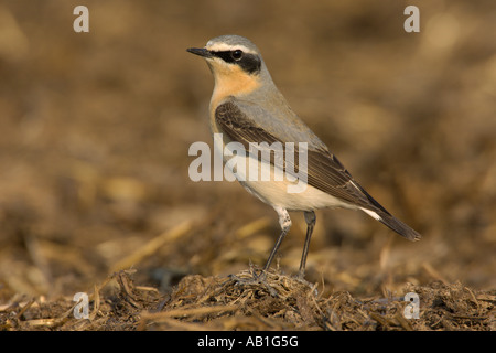 Nördlichen Steinschmätzer Oenanthe Oenanthe Frühjahr männlich auf Bauernhof Midden Heap Hertfordshire England April Stockfoto