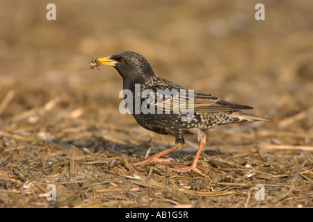Gemeinsamen Starling Sturnus Vulgaris Frühling Erwachsene fangen Dungfliegen auf Bauernhof Midden Heap Hertfordshire England April Stockfoto
