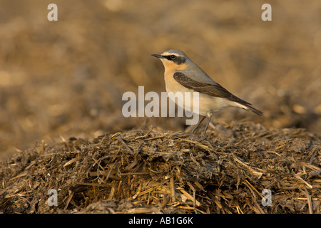 Nördlichen Steinschmätzer Oenanthe Oenanthe Frühjahr männlich auf Bauernhof Midden Heap Hertfordshire England April Stockfoto