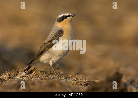 Nördlichen Steinschmätzer Oenanthe Oenanthe Frühjahr männlich auf Bauernhof Midden Heap Hertfordshire England April Stockfoto