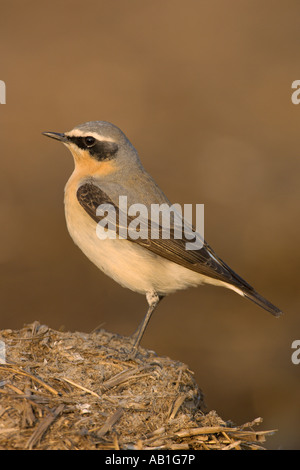 Nördlichen Steinschmätzer Oenanthe Oenanthe Frühjahr männlich auf Bauernhof Midden Heap Hertfordshire England April Stockfoto