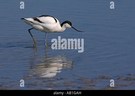 Pied Avocet Recurvirostra Avosetta Erwachsene Fütterung in seichten Lagune kann North Norfolk England Stockfoto