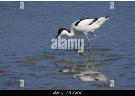 Pied Avocet Recurvirostra Avosetta Erwachsene Fütterung in seichten Lagune kann North Norfolk England Stockfoto