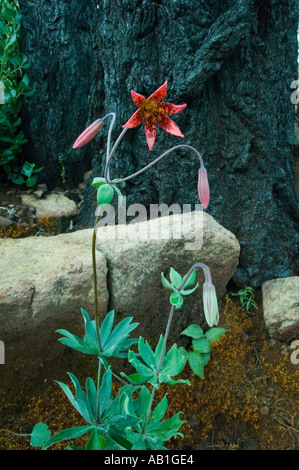 Blume, Bolander Lilie (Lilium Bolanderi) endemisch unter verbrannten Baum Keks Brandbereich, rau und Ready Creek, Siskiyous Stockfoto