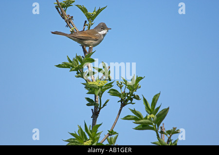 Gemeinsamen Whitethroat Sylvia Communis Erwachsenen thront in älterer Norfolk England Mai Stockfoto