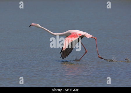 Größere Flamingos Phoenicopterus Ruber flüchten Camargue Frankreich Mai Stockfoto