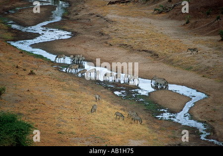 Burchell Zebra aus einem Fluss trinken, trockene Saison, Tarangire National Park, Tansania. Stockfoto