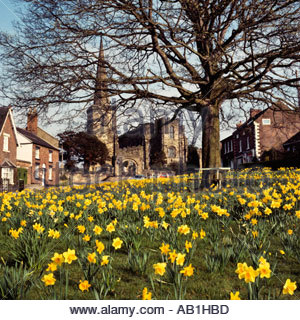 Cheshire Astbury Frühling Narzissen auf dem Dorfplatz Stockfoto