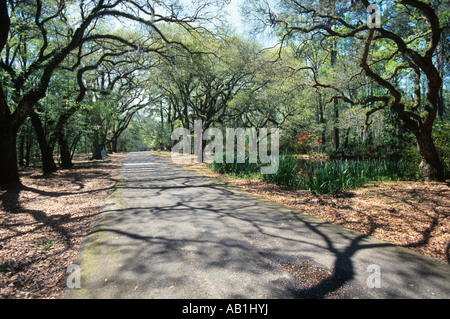 Live Oak Bäume im Audubon Park St. Francisville Louisiana USA Stockfoto