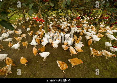 Freilandhaltung organischen Hühner unter Baum Stockfoto