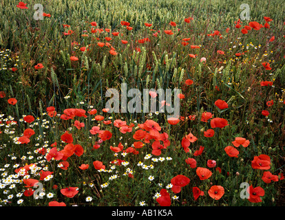 Kent Mohn und wilde Blumen am Rand des Kornfeld Stockfoto