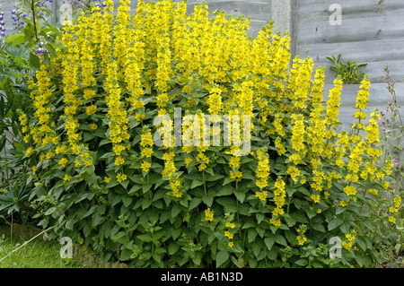 Garten Gilbweiderich Lysimachia Trommler in einen Bauerngarten Stockfoto