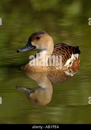 Bummel durch Pfeifen Ente (Dendrocygna Arcuata) Stockfoto