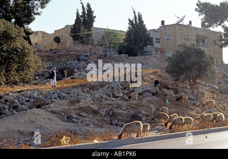 Mit schaf Beduinen, West Jerusalem, Israel Stockfoto