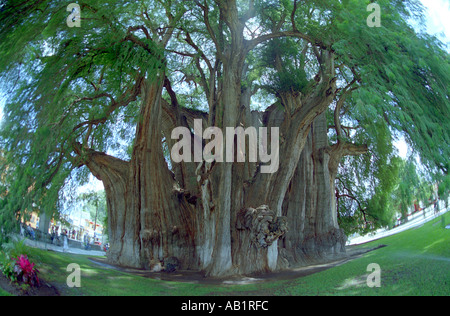 Der riesige Tule Sabina oder Ahuehuete Baum bei Santa María del Tule soll der älteste Baum der Welt in 2000 Jahren Oaxaca Stockfoto