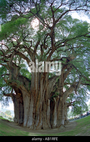 Der riesige Tule Sabina oder Ahuehuete Baum bei Santa María del Tule soll der älteste Baum der Welt in 2000 Jahren Oaxaca Stockfoto