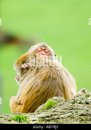 Umarmt von Affen Longleat Wiltshire Vereinigtes Königreich Stockfoto